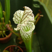 sarracenia 003