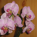 Phalaenopsis 'Malibu Bistro'