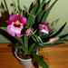 Miltonia Martin Orenstein 'Shirley P.'