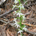 Fehér sarkvirág Platanthera bifolia2