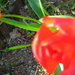 tulipánok a kertben