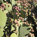 kaktusz1