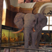 Elefánt a múzeumban