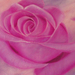 Rózsáim, 60x123 akril - habtábla