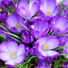 crocus