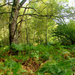 Epping-i erdő