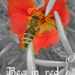 Bee in red