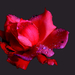 Vízcseppes-rózsa
