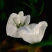 Fehér-mezei-virág