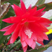 kaktusz, nagy piros virággal