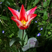 tulipán, a hegyes szirmú