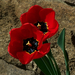 tulipán, társak