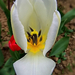 tulipán, az odaadó fehér