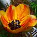 tulipán, a poros csíkos