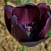 tulipán, egy fekete