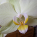 orchidea, fehér orchidea közel