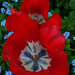 tulipán, rokon színek