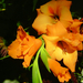 kardvirág, narancsszínű virágok