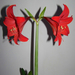 amaryllis, egy szál virág