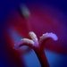 amaryllis, virágporosan