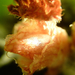 begónia, a kis hajtás kis virágrügye