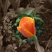 tulipán, a narancssárga
