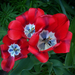 tulipán, a sziromtő színei