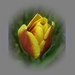 tulipán, barna - sárga elegancia
