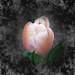 tulipán, barnás rózsaszín