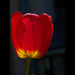 tulipán, energiatakarékos