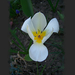tulipán, formabontó fehér