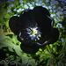 tulipán, igazi fekete közel