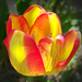 tulipán, kényelmes csíkos