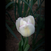 tulipán, lila szélű hófehér