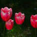 tulipán, tuli-fejek a sötétben