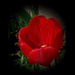 tulipán, piros bordó mintázattal