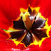 tulipán, belemakrózva