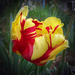 tulipán, rangasz ciklámen-sárga