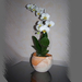 orchidea, a büszke fehér