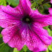 petunia, lila lilább erezettel