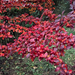 őszi színek, levél és bogyó piros