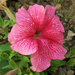 petunia, egy rózsaszín