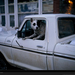 dog-truck-colorado-672802-xl (Medium)