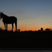 horse-farm-sunset-041pc08atn2hsc008-xl (Medium)