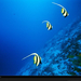 longfin-bannerfish-516504-xl (Medium)