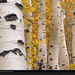 quaking-aspen-trees-1000653-xl (Medium)