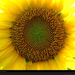 yellow-sunflower-white-petteway-758713-xl (Medium)