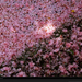 yoshino-cherry-blossoms-980312-xl (Medium)