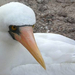 masked-booby