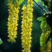 laburnum (Medium)